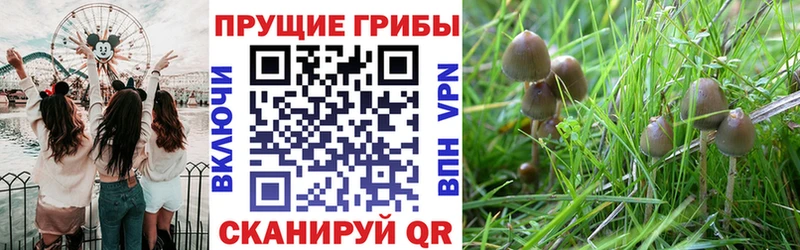 Галлюциногенные грибы Cubensis  Купить  Барабинск 